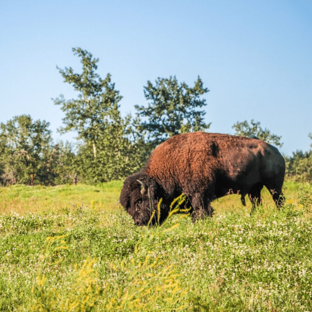 elk-island-alberta