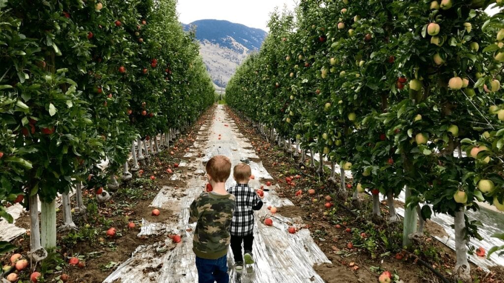 fruit-picking