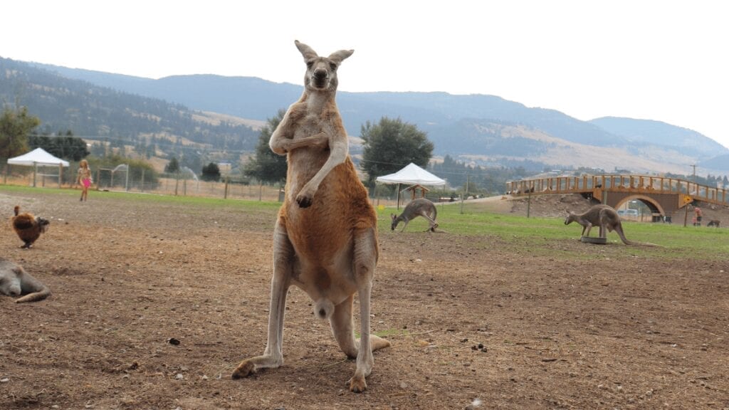 kangaroo-creek-farm