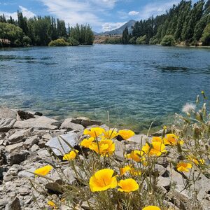 The beautiful flower and fresh nature of lake  Wanaka in New Zealand.