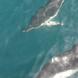 Whale watching in Mildford Sound in NEw Zealand, South Island.