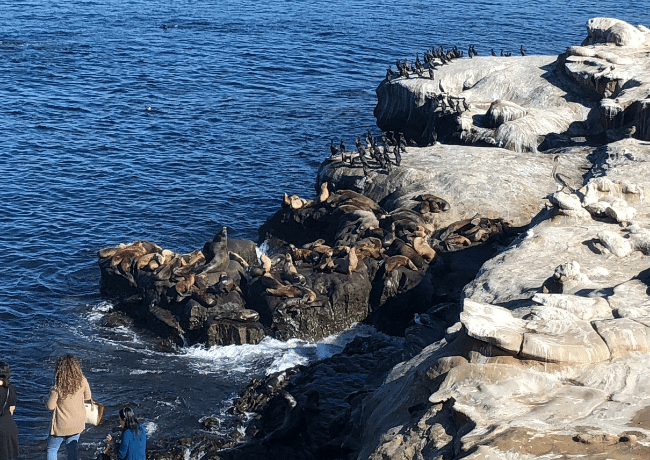 Watch in awe as playful sea lions bask in the sun and frolic in the waters of La Jolla, creating a delightful spectacle for visitors. The natural beauty of La Jolla's coastline and the presence of these charming marine mammals make it a must-visit destination for animal enthusiasts and nature lovers alike.