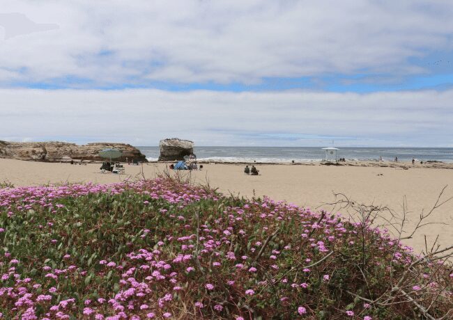 Natural Bridge State Beach in Santa Cruz.