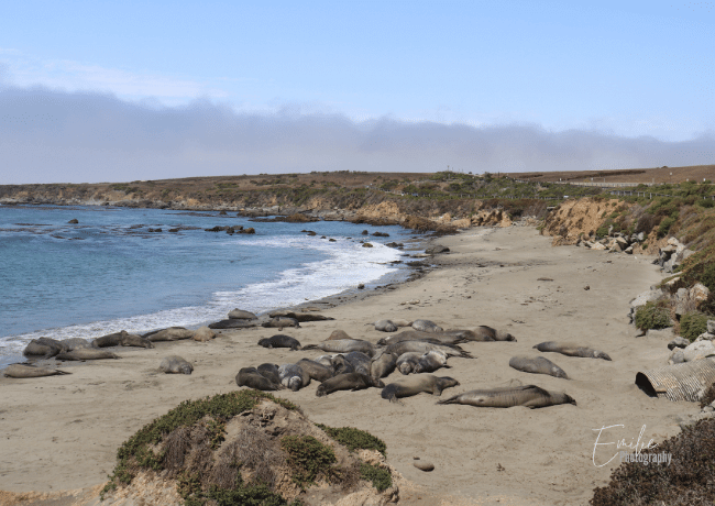 elephant-seal-vistapoint-big-sur