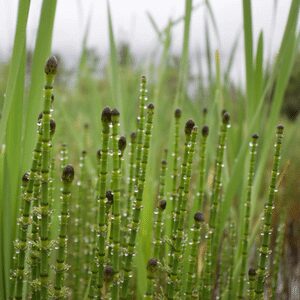 columbia-wetlands (1)