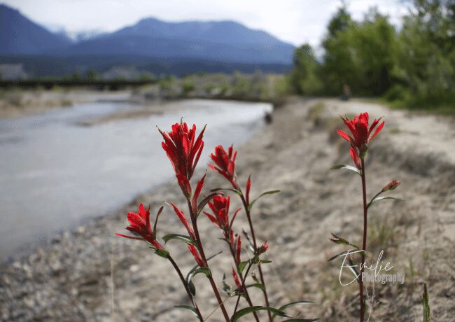 confluence-park-golden-bc (1)