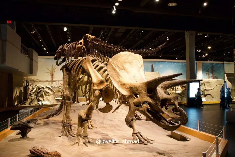 Squelette-de-dinosaurs-au-musee-Royal-Tyrrell