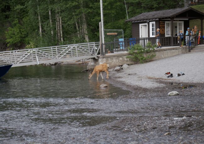 Deer sighting at McDonald Lake 