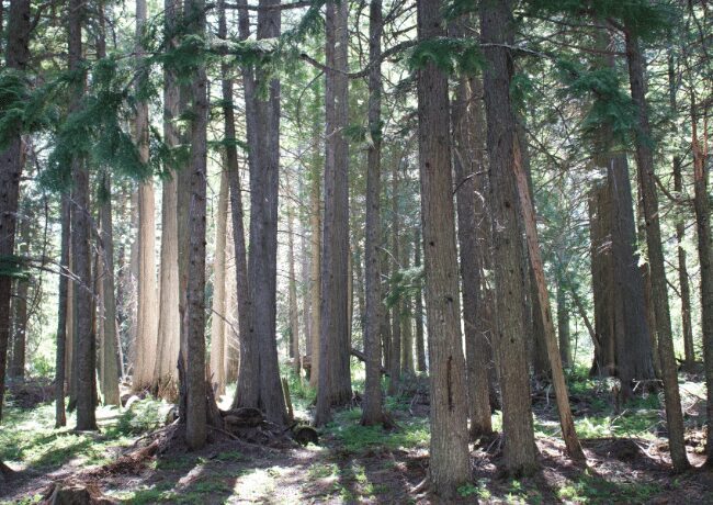 forest-hike-glacier-national-park