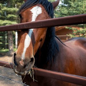 wild-horse-refuge-sundre