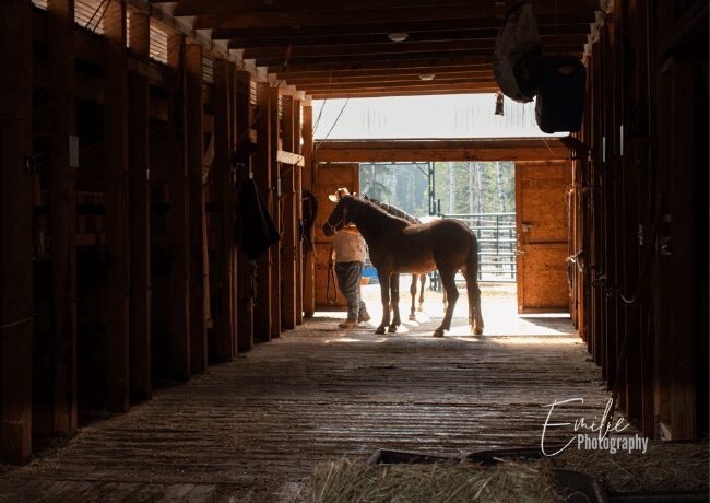 wild-horses-of-alberta