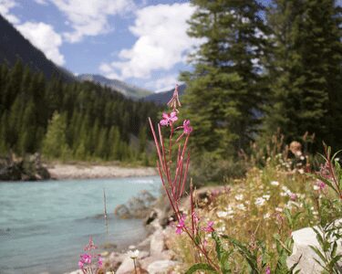 canadian rockies in the summer