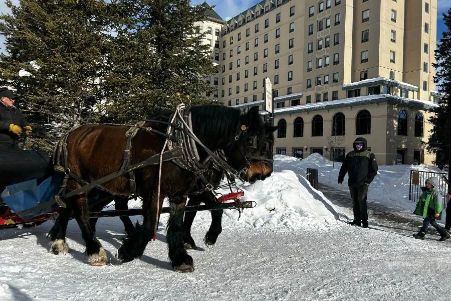 Faire-un-tour-de-traineau-a-cheval