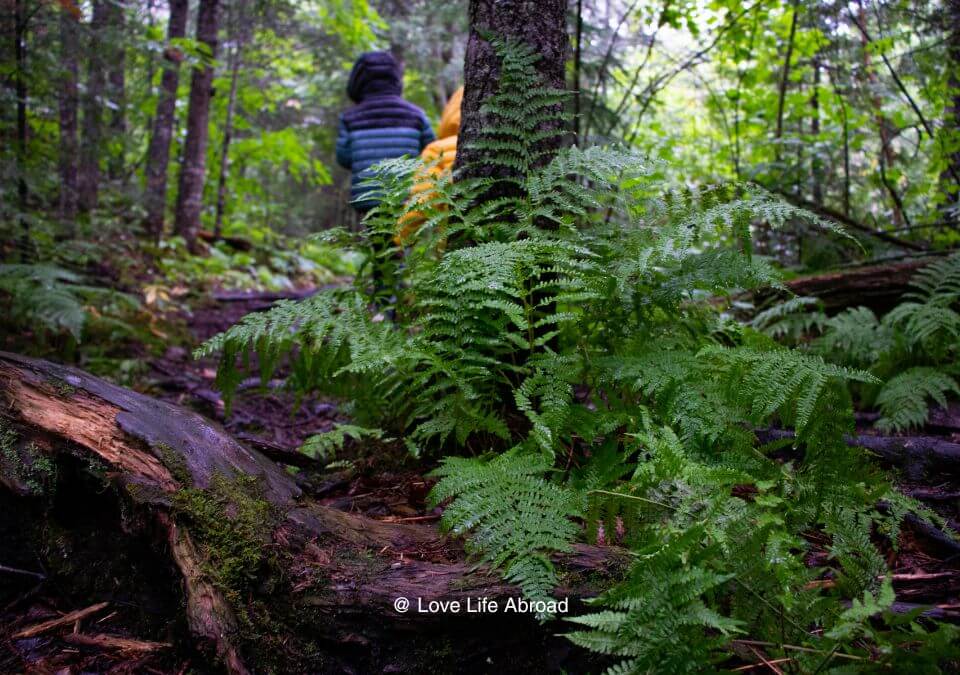 Hiking the Joe Creek Nature Trail at Sleeping Giant Provincial Park.