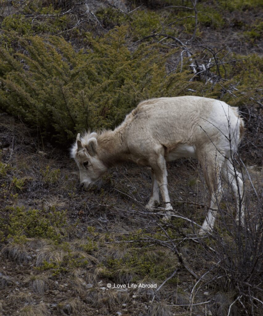 Seeing wildlife in Banff National Park never gets old