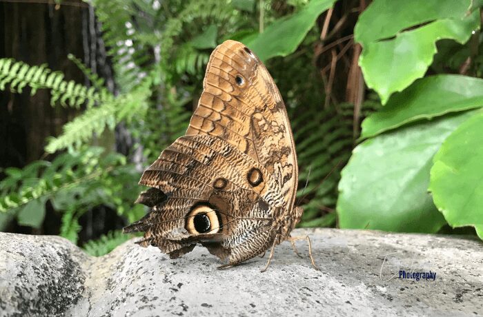 Victoria Butterfly Gardens