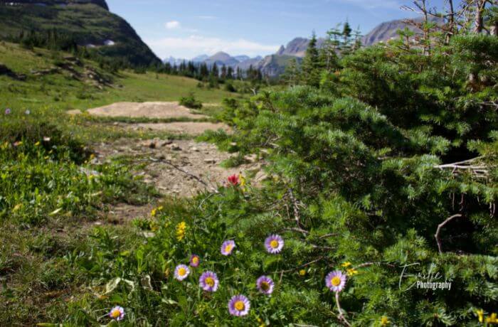 hike at logan pass glacier national park