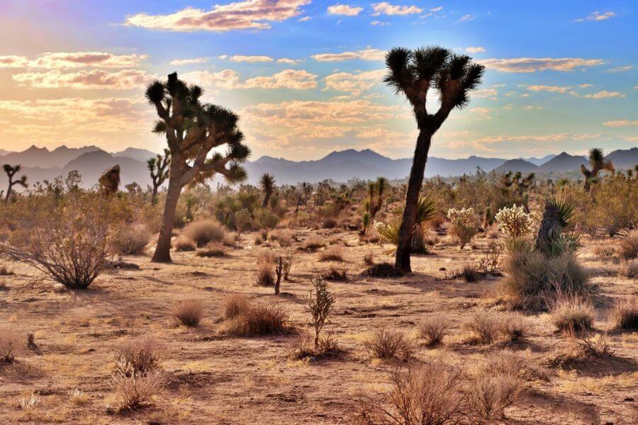 Joshua Tree National Park