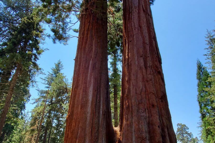 Sequoia National Park