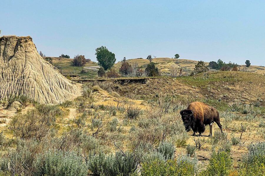 Theodore Roosevelt National Park