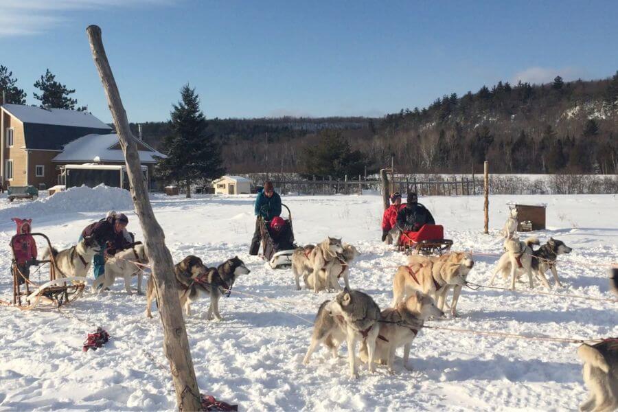 Dog Sledding at Kinadapt