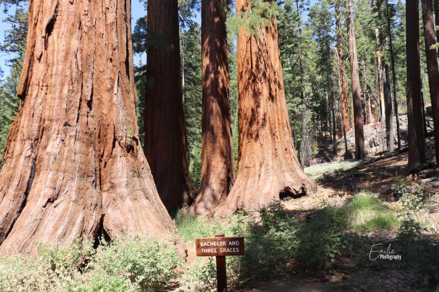 Mariposa Grove in Yosemite National Park 