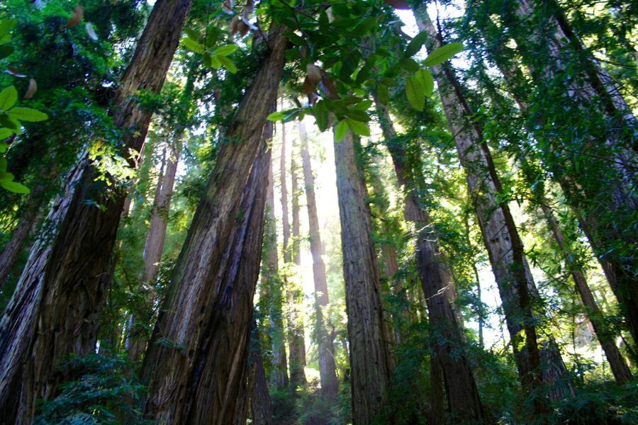 Muir Woods near San Francisco