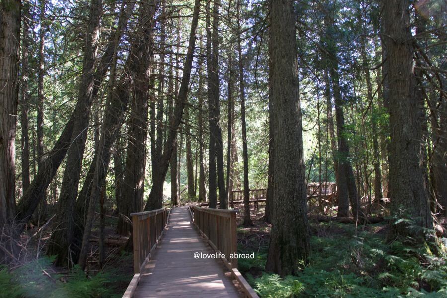 Trail of the Cedars one of the easier trail in Glacier National Park