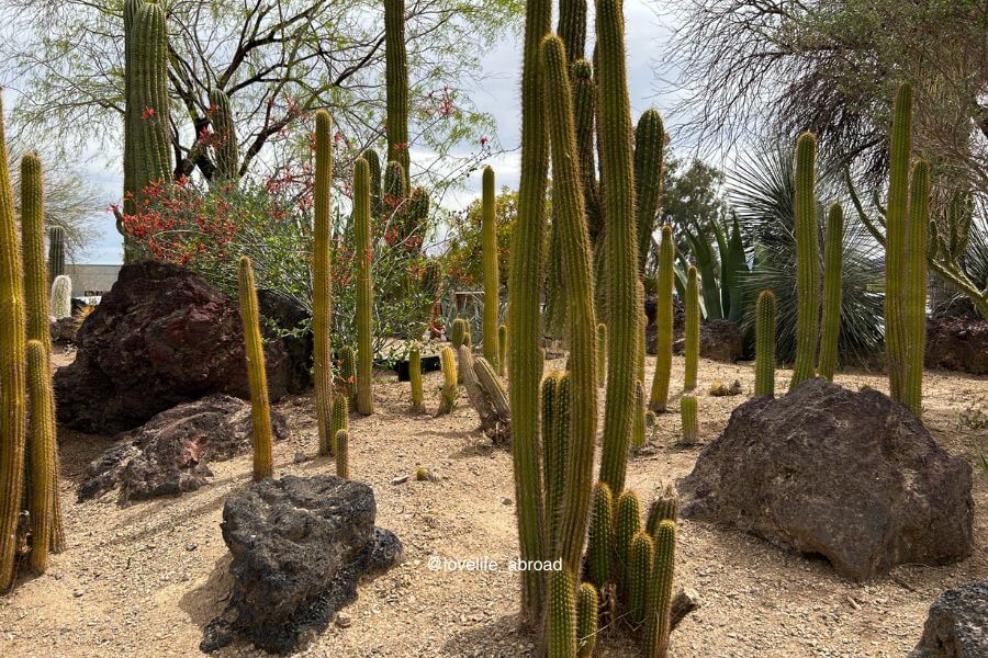 Visiting the Cactus Garden at Ethal M Chocolate Factory