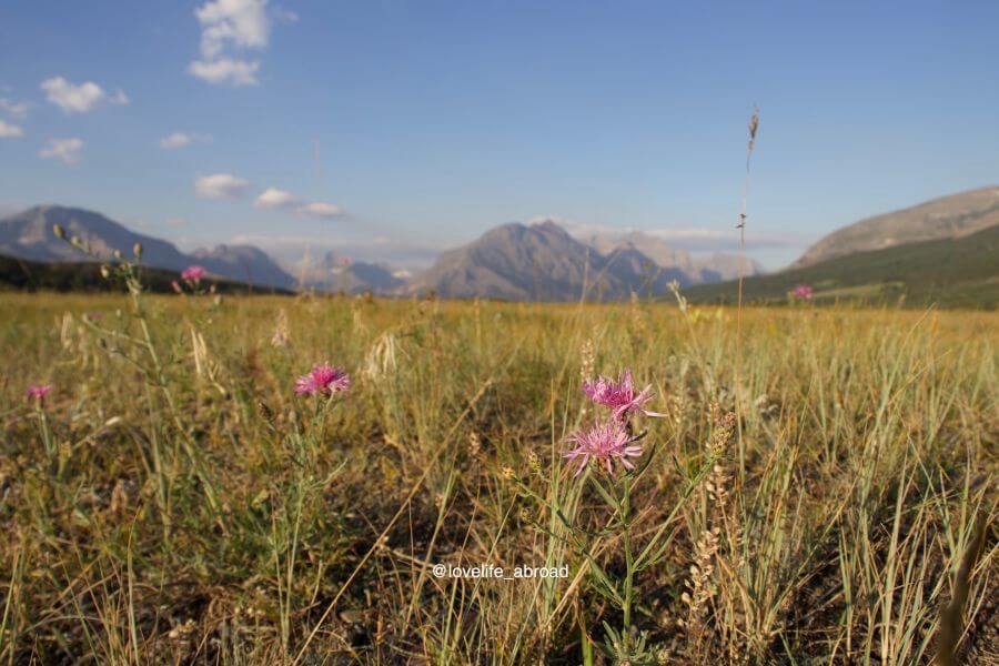 Wildflowers and mountain views in St Mary