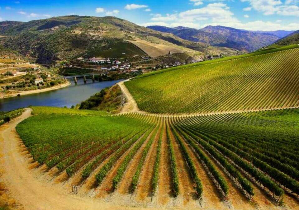 The field of Ribera del Duero.