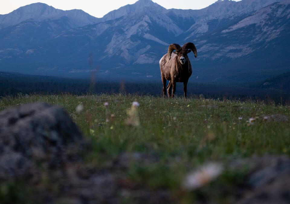 bighorn sheep at Old Fort Point in Jasper