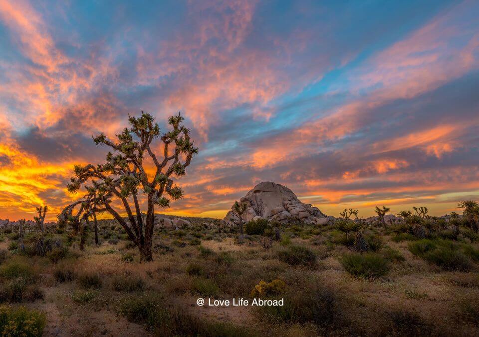 Joshua Tree National Park