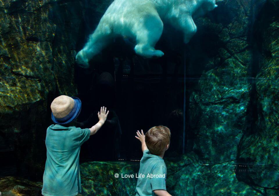 Kids looking at the polar bear at Assiniboine Zoo in Winnipeg