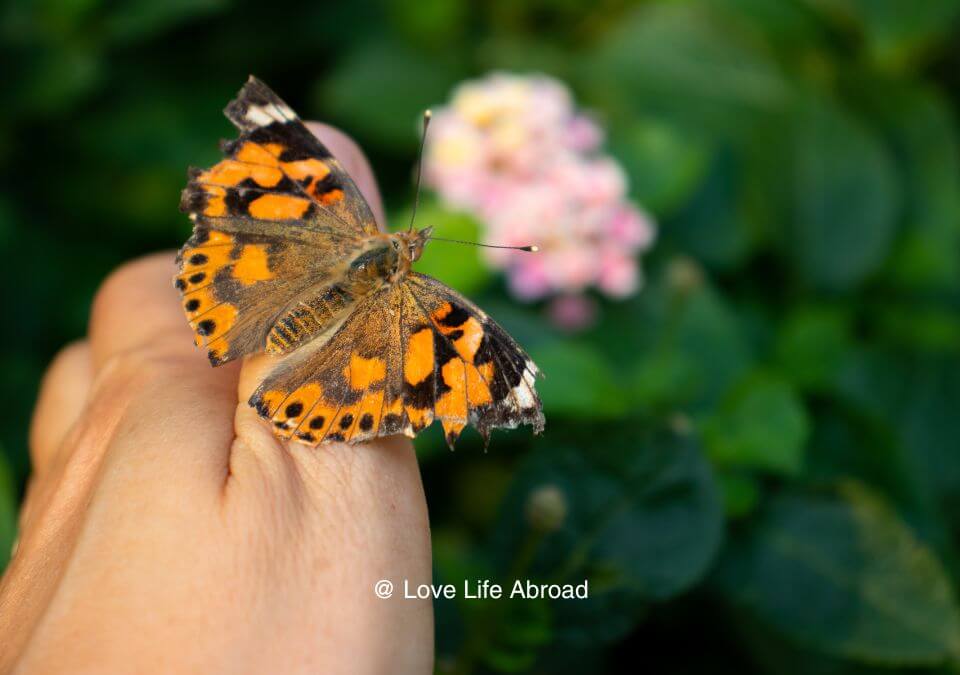 Looking for butterflies at The Leaf in Winnipeg MB