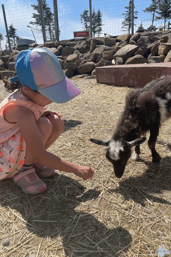 Petting Zoo at Granary Road