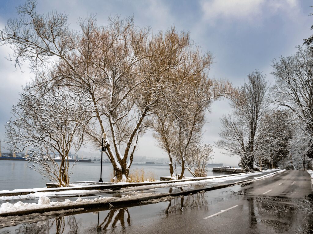 Stanley Park in the winter after a snowfall