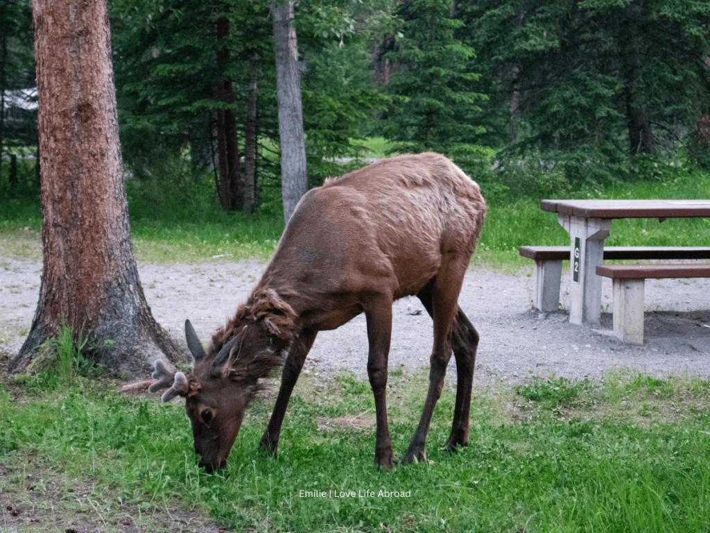 a elk wandering around at Tunnel Mountain Campground in Banff