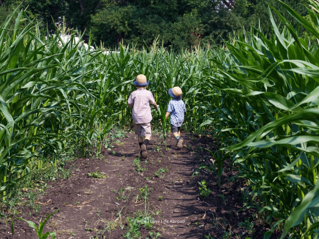 Running in the corn maze at Kraay Family Farm in Central Alberta 