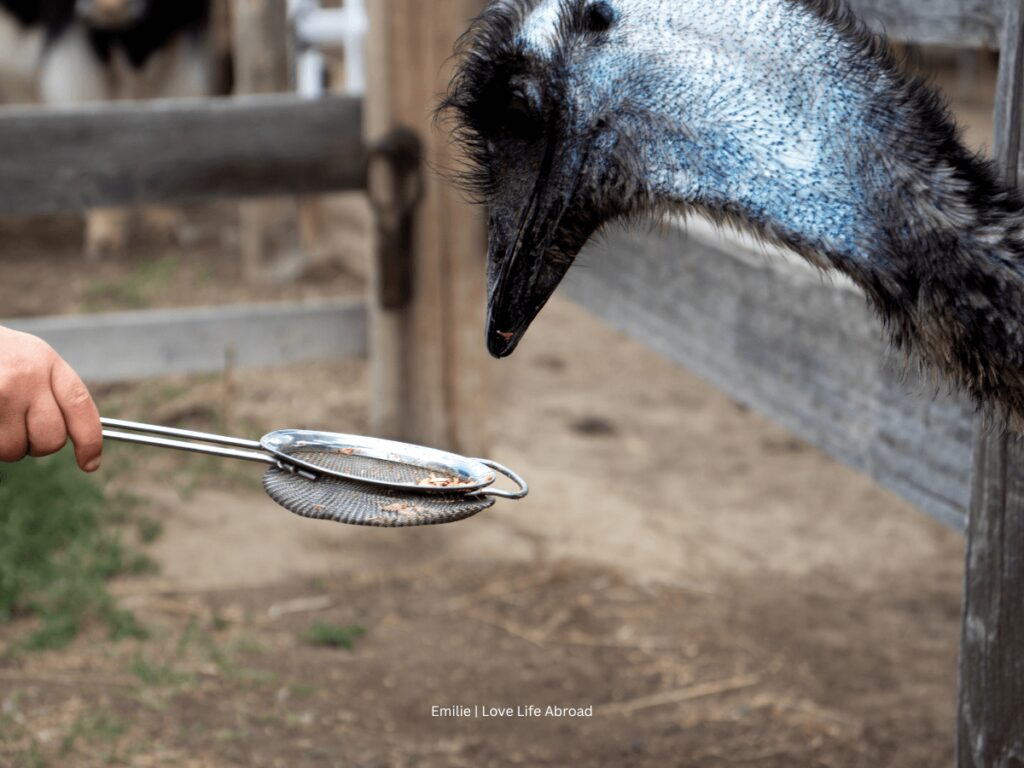 feeding a emu at White Barn Fun Farm