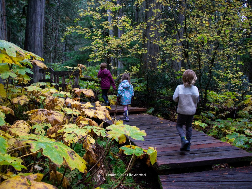 We finally did the Giant Cedars hike in Mount Revelstoke