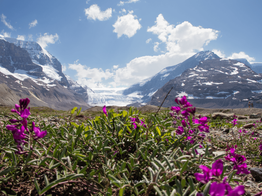 Athabasca Glacier in Jasper National Park during wildflowers season.